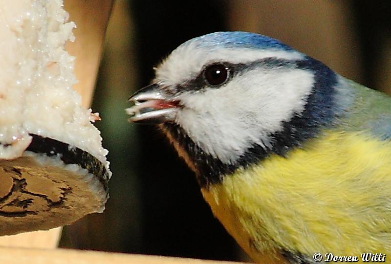 QUOI FAIRE QU BEC visual data 2