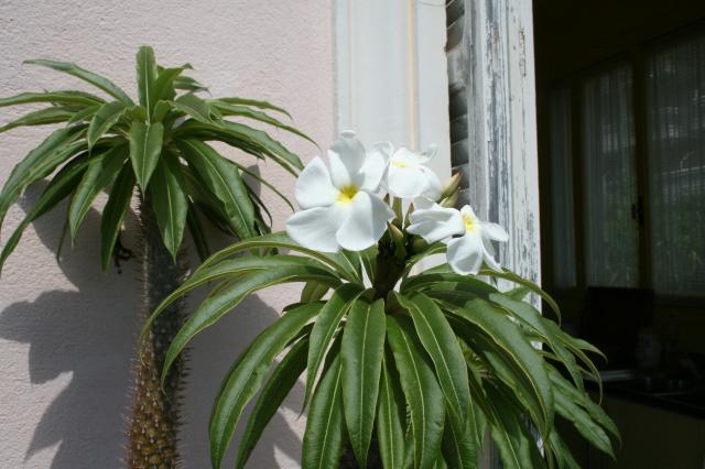 Pachypodium lamerei, c'est beau quand il fleurit Pachypodium-lamer...let-2011-2acd4d4