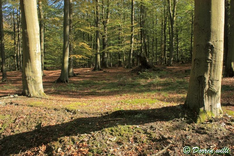 promenade sur les fagnes et alentours ( jalhay ) le 16-oct-2011 Dpp_jalhay---16-o...1---0012-2dd6d5a