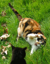 http://img74.xooimage.com/files/d/9/6/batailles-22222-2ef97ec.png
